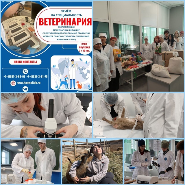 Ветеринария